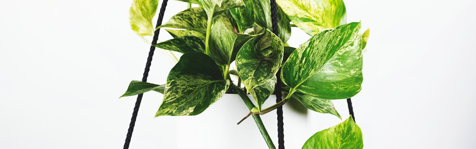 2026世界杯主题背景 - 足球场与欢呼的球迷